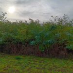 Black Locust, Headley Hall, October 2025