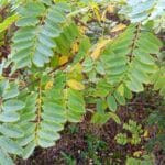 Black Locust Leaves, Headley Hall, October 2025