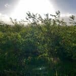 Black Locust, Boghall, October 2025