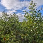 SRF Alder - Boghall, Sept. 2025