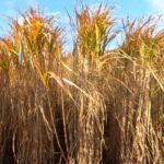 Miscanthus phenotyping, Boghall, October 2025