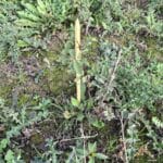 SRF Black Locust 'Turbo', Cockle Park Farm, October 2025