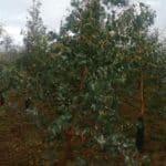 SRF Eucalyptus, Cocle Park Farm, Sept. 2025