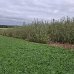 0.5ha SRC Willow, Cockle Park Farm, Oct. 2025