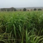Miscanthus Athena, Cockle Park Farm, Sept. 2025