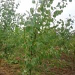 SRF Italian Poplar, Cockle Park Farm, Sept. 2025