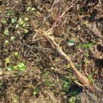 Deer/wind damage in alder, Auchincruive, October 2025