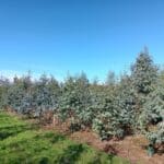 Eucalyptus, Headley Hall. Sept. 2025