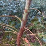 Eucalyptus Bark, Headley Hall, October 2025