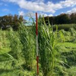 2024 Miscanthus Variety Trial, Hillsborough, October 2025