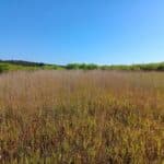 Reed Canary Grass, Headley Hall, Sept. 2025