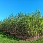 SRC Poplar, Headley Hall, Sept. 2025