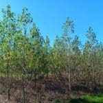 SRF Poplar, Headley Hall, Sept. 2025