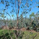 SRF Poplar leaf drop, Headley Hall, Sept. 2025