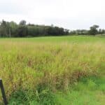 Reed Canary Grass, Hillsborough, Sept. 2025
