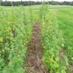Sida, Hillsborough, Sept. 2025