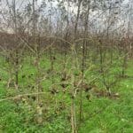 SRF Alder, Hillsborough, October 2025
