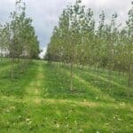 SRF Poplar, Hillsborough, October 2025