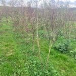 SRF Black Locust 'Turbo', Hillsborough, October 2025