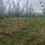 Italian Poplar, Auchincruive, Sept. 2025
