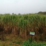 0.5ha Miscanthus giganteus, Cockle Park Farm, Sept. 2025