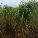 0.5ha Miscanthus giganteus, Cockle Park Farm, Sept. 2025
