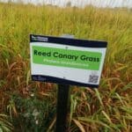 Reed Canary Grass, Cockle Park Farm, Sept. 2025