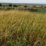 Reed Canary Grass, Cockle Park Farm, Sept. 2025