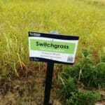 Switchgrass, Cockle Park Farm, Sept. 2025