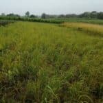 Switchgrass, Cockle Park Farm, Sept. 2025