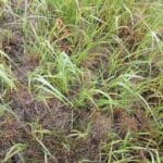 Switchgrass, Cockle Park Farm, Sept. 2025