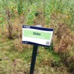Sida, Cockle Park Farm, Sept. 2025