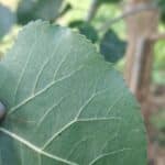 Rust on poplar, Auchincruive, Sept. 2025
