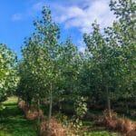SRF Poplar, Auchincruive, Sept. 2025