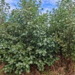 SRF Alder - Auchincruive, Sept. 2025