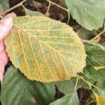 Rust on alder - Auchincruive, Sept. 2025