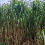 Miscanthus MxG, Auchincruive, Sept. 2025