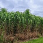 Miscanthus MxG, Auchincruive, Sept. 2025