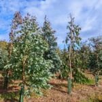 Eucalyptus, Boghall, Sept. 2025