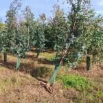 Wind-damaged Eucalyptus, Boghall. Sept. 2025