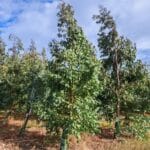 Eucalyptus, Boghall. Sept. 2025