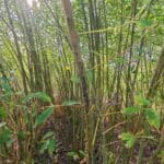 Giant willow aphids, Boghall, Sept. 2025