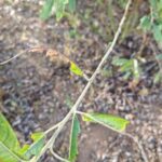 Damage on willow, Boghall, Sept. 2025
