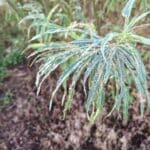 Insect damage on willow, Boghall, Sept. 2025