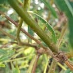 Ladybird larva, Boghall, Sept. 2025