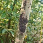 Giant willow aphids, Boghall, Sept. 2025