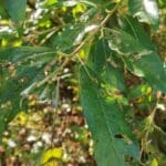 Ghosting on willow, Boghall, Sept. 2025
