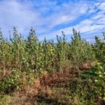 SRC Poplar, Boghall, Sept. 2025