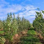 SRC Poplar, Boghall, Sept. 2025