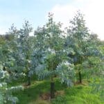 SRF Eucalyptus, Hillsborough, Sept. 2025